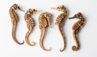 海马如何炖最补肾壮阳 海马怎么炖最补肾壮阳