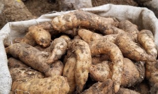 怎么吃湿天麻效果最好 湿天麻怎么吃效果最好