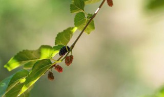 桑树枝有哪些优点 桑树枝的功效与作用