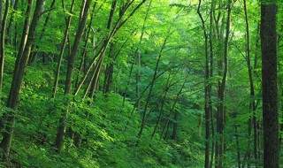 平地木对身体的好处是什么 平地木的功效与作用