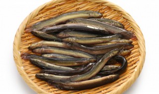 泥鳅炖豆腐的营养价值和功效有什么 泥鳅炖豆腐的营养价值和功效