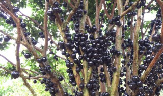 嘉宝果对人体的益处 嘉宝果的功效