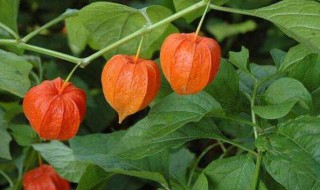 香姑娘的好处 香姑娘的功效与作用