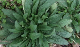 蛤蟆叶的功效与作用简单介绍 蛤蟆叶的功效与作用