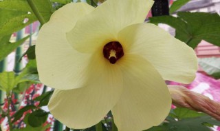 金花葵的用途有哪些 金花葵的功效与作用