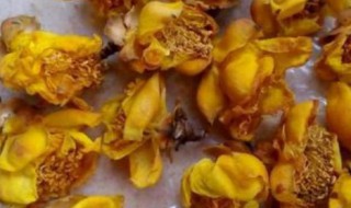 不适合喝金花茶的人群 什么人不能喝金花茶