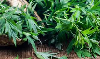 艾叶洗澡有什么功效与作用 艾叶洗澡的功效与作用