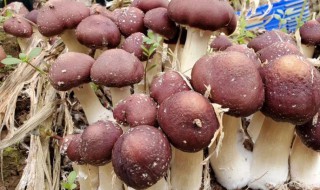 赤松茸用不用焯水呢 赤松茸要焯水吗