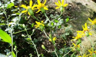 千里光泡水喝有哪些好处 千里光泡水喝的功效