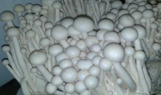 制作炒海鲜菇不焯水可以吗 炒海鲜菇不焯水会不会中毒