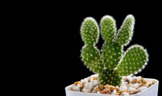 仙人掌花有什么作用与功效 仙人掌花的作用与功效