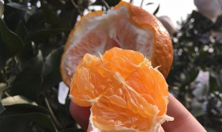 盘点沃柑的功效 沃柑的功效