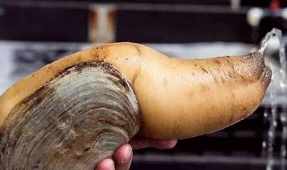 象拔蚌的功效 象拔蚌是什么东西