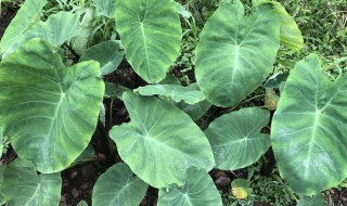 芋苗有什么功效与作用 芋苗的功效与作用