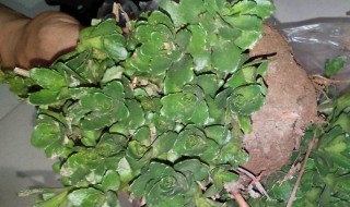 稳心草介绍 稳心草的功效与作用