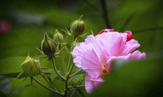 芙蓉花的功效和作用介绍 芙蓉花的作用
