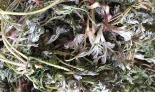 茵陈茶的用途有哪些 茵陈茶的功效与作用
