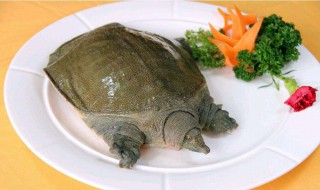 甲鱼相克的食物有哪些 水鱼不能和什么一起吃