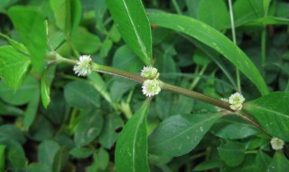 虾钳草的功效与作用介绍 虾钳草的功效与作用