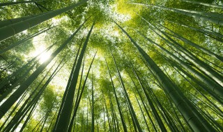 竹叶水的功效与作用有哪些 竹叶水的功效与作用
