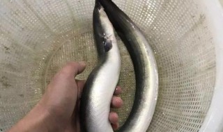 白鳝鱼的功效与作用是什么 白鳝鱼的功效与作用