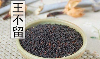 炒王不留行有什么功效与作用 炒王不留行的功效与作用