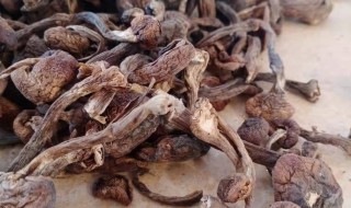榛蘑的功效与作用介绍 榛蘑的功效与作用
