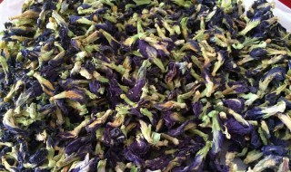蝶豆花茶的功效与作用及禁忌是什么 蝶豆花茶的功效与作用及禁忌