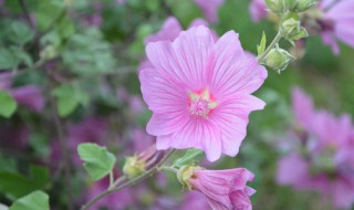 野芙蓉花的功效有哪些 野芙蓉花的功效与作用