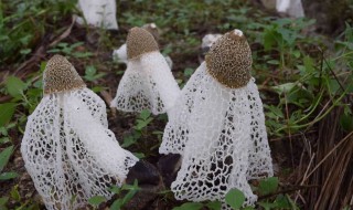 竹荪有没有裙子重要吗 竹荪有裙子好还是无裙子好