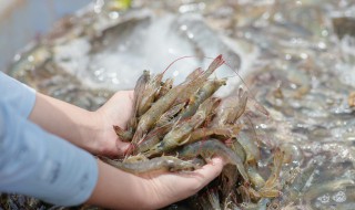 河虾不能和什么一起吃呢 河虾不能和什么一起吃