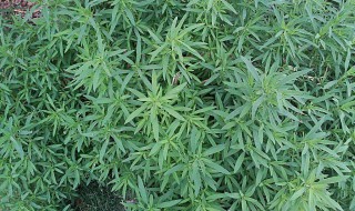 柏叶的功效与作用是什么 柏叶的功效与作用