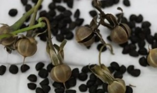 牵牛花籽的功效与作用有哪些 牵牛花籽的功效与作用