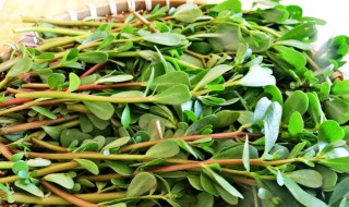 麻籽菜的功效和作用有哪些 麻籽菜的功效和作用