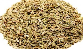 茴香籽有哪些功效与作用 茴香籽的功效与作用
