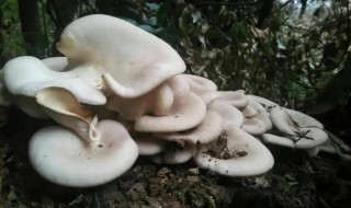 平菇是否属于发物 平菇是发物吗