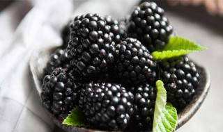 盘点食用黑莓的禁忌 食用黑莓的禁忌