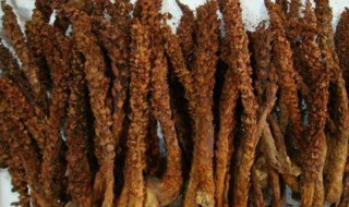 不老草的功效与作用及食用方法是什么 不老草的功效与作用及食用方法