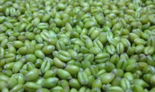 青麦仁的功效与作用简单介绍 青麦仁的功效与作用