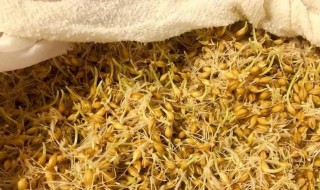 麦牙精的功效和使用方法 麦牙精的功效使用方法