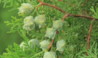 柏树籽装枕头有什么害处 柏树籽装枕头有何害处