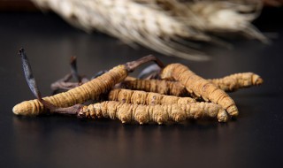 鲜虫草有哪些功效和作用 鲜虫草的功效与作用