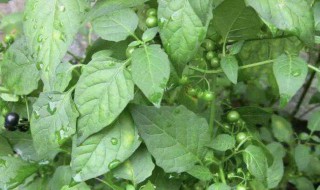 龙葵草相关介绍 龙葵草的功效与作用及食用方法