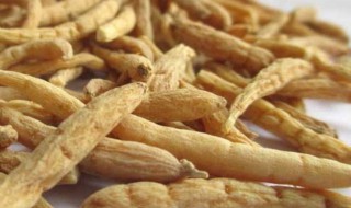太子参相关介绍 太子参的功效与作用及食用方法