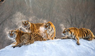 关于有山的虎宝宝名字 有山的虎宝宝名字