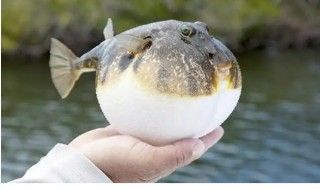 古代河豚被叫为什么 古代河豚被称为什么