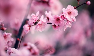 腊梅的寓意介绍 腊梅花的寓意