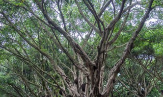 如何养护细叶榕 细叶榕的养殖方法和注意事项