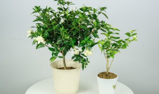 养栀子花好不好呢 养栀子花好吗