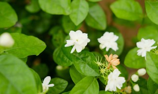 栀子花老叶发黄处理方法 栀子花老叶发黄怎么办